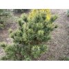 Pinus mugo 'Pal Maleter' bal - borovice kleč