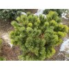 Pinus nigra 'Buda' bal - borovice černá