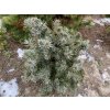 Picea pungens 'Mackii' bal - smrk pichlavý