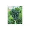 Fraxinus excelsior 'Crispa' kmínek - jasan ztepilý