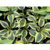 Hosta 'Ben Vernooy' - bohyška