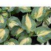 Hosta 'Dream Weaver' - bohyška