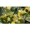Iris sibirica 'Yellow Tail' - kosatec sibiřský