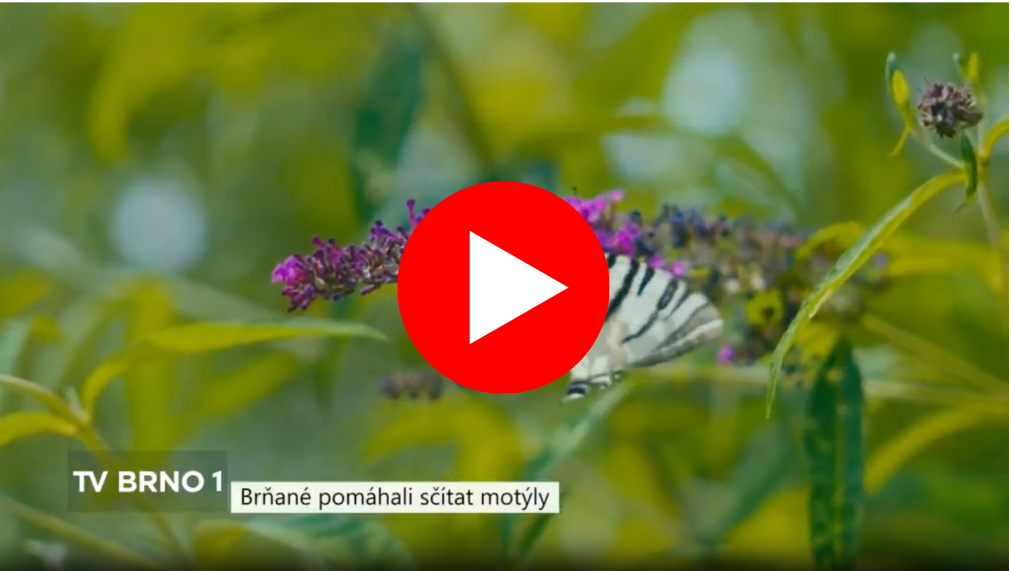 video_motyl