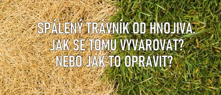 Spálený trávník od hnojiva