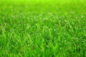 green-grass-e1652720564553-300x200