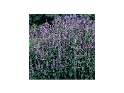 Agastache mexická