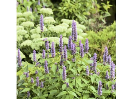 agastache fenyklova
