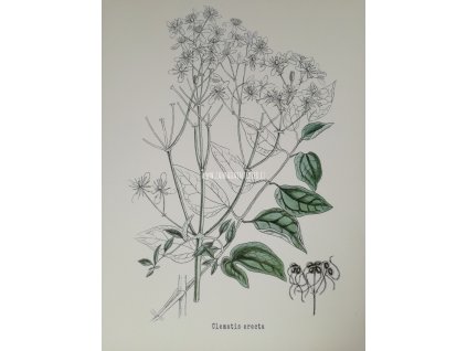 Clematis