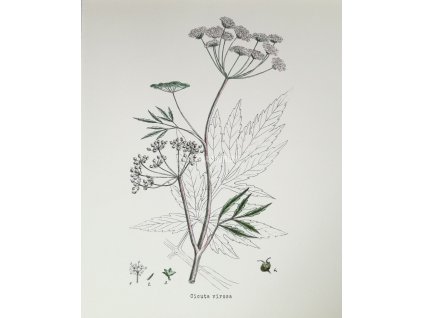 Rozpuk (Cicuta)