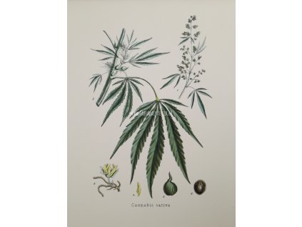 Obrázek na matném uměleckém papíru papíru Cannabis 31 cm x 41 cm