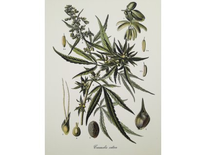 Cannabis II
