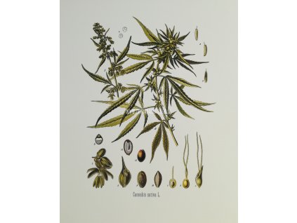 Cannabis III