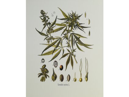 Obrázek na uměleckém papíru Cannabis  31 cm x 41 cm