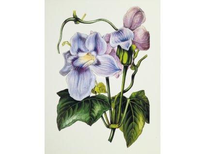 Tisk na uměleckém papíru Clematis 30 cm x 41 cm