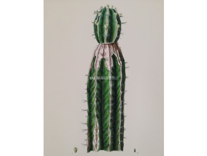 Tisk na uměleckém papíru Kaktus 30 cm x 40 cm