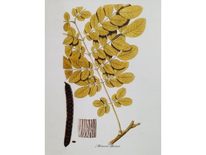 Tisk na uměleckém papíru Mimosa 28 cm x 35 cm