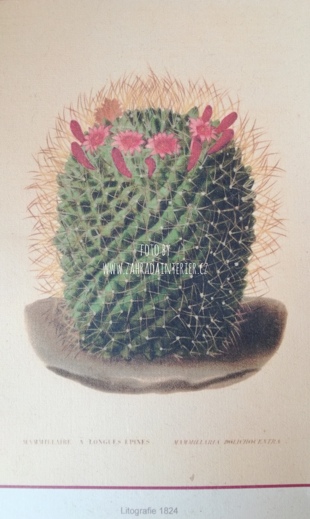 Tisk na ručně vyrobeném papíru Kaktus kvetoucí A4