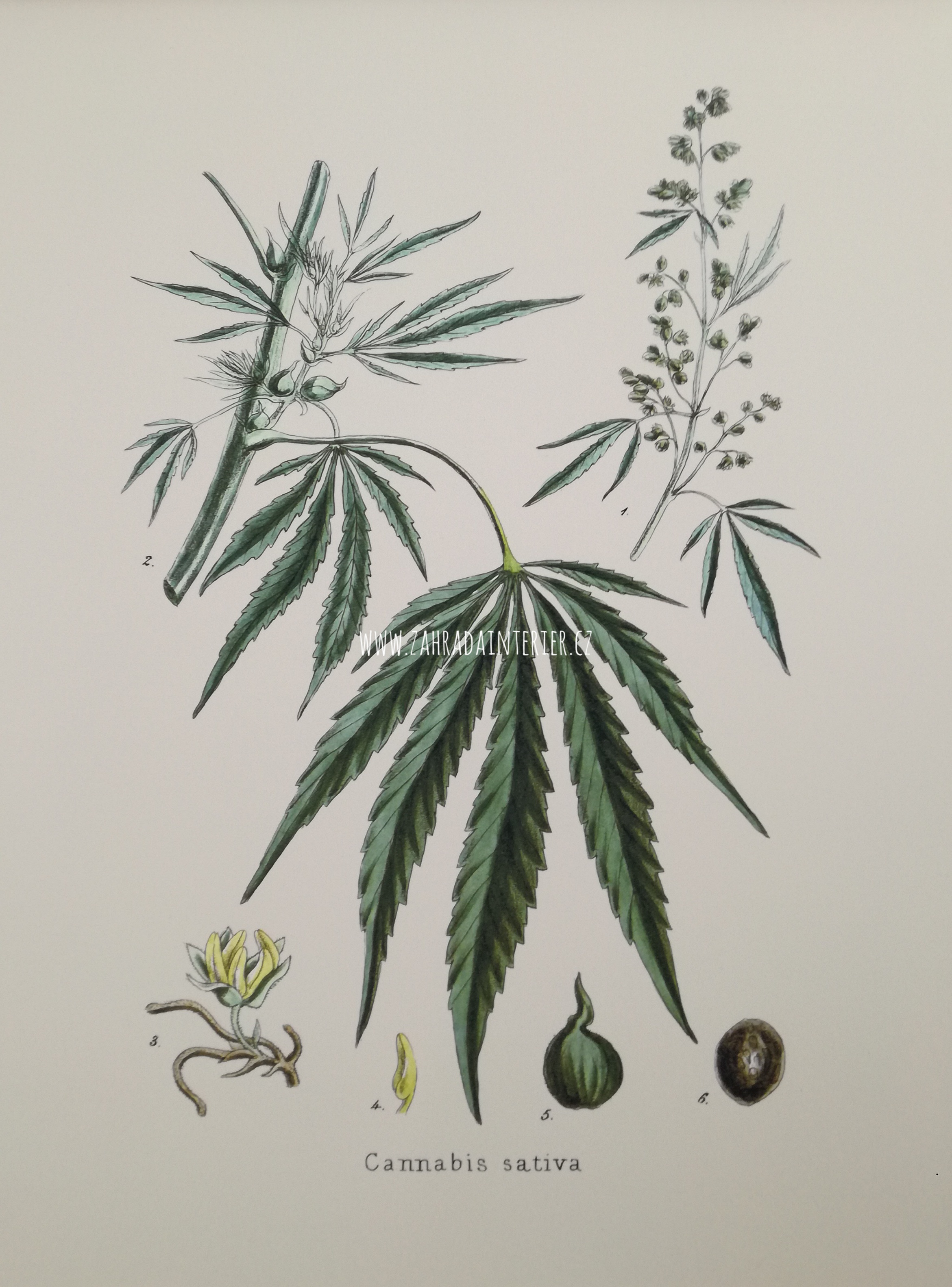 Obrázek na matném uměleckém papíru papíru Cannabis 31 cm x 41 cm