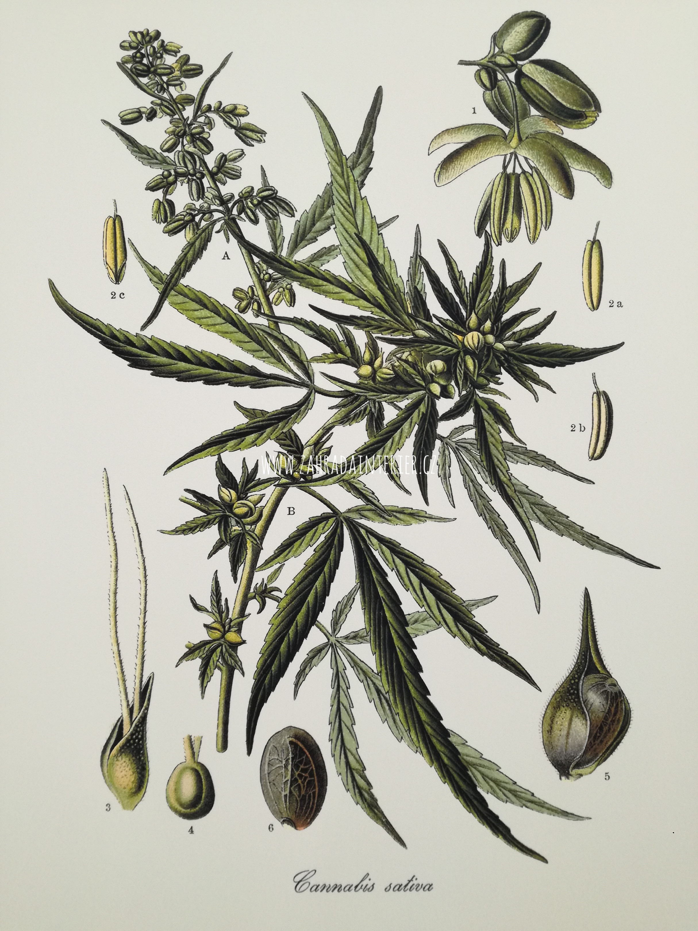 Tisk na uměleckém papíru Cannabis 31 cm x 41 cm