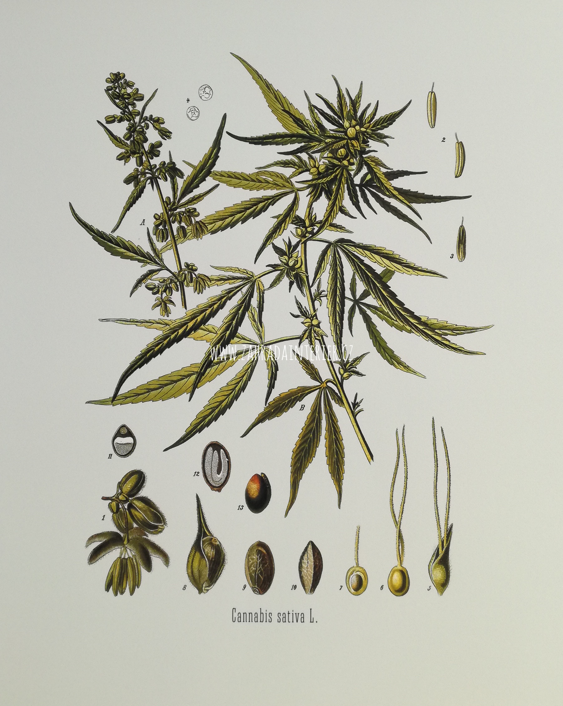 Obrázek na uměleckém papíru Cannabis 31 cm x 41 cm