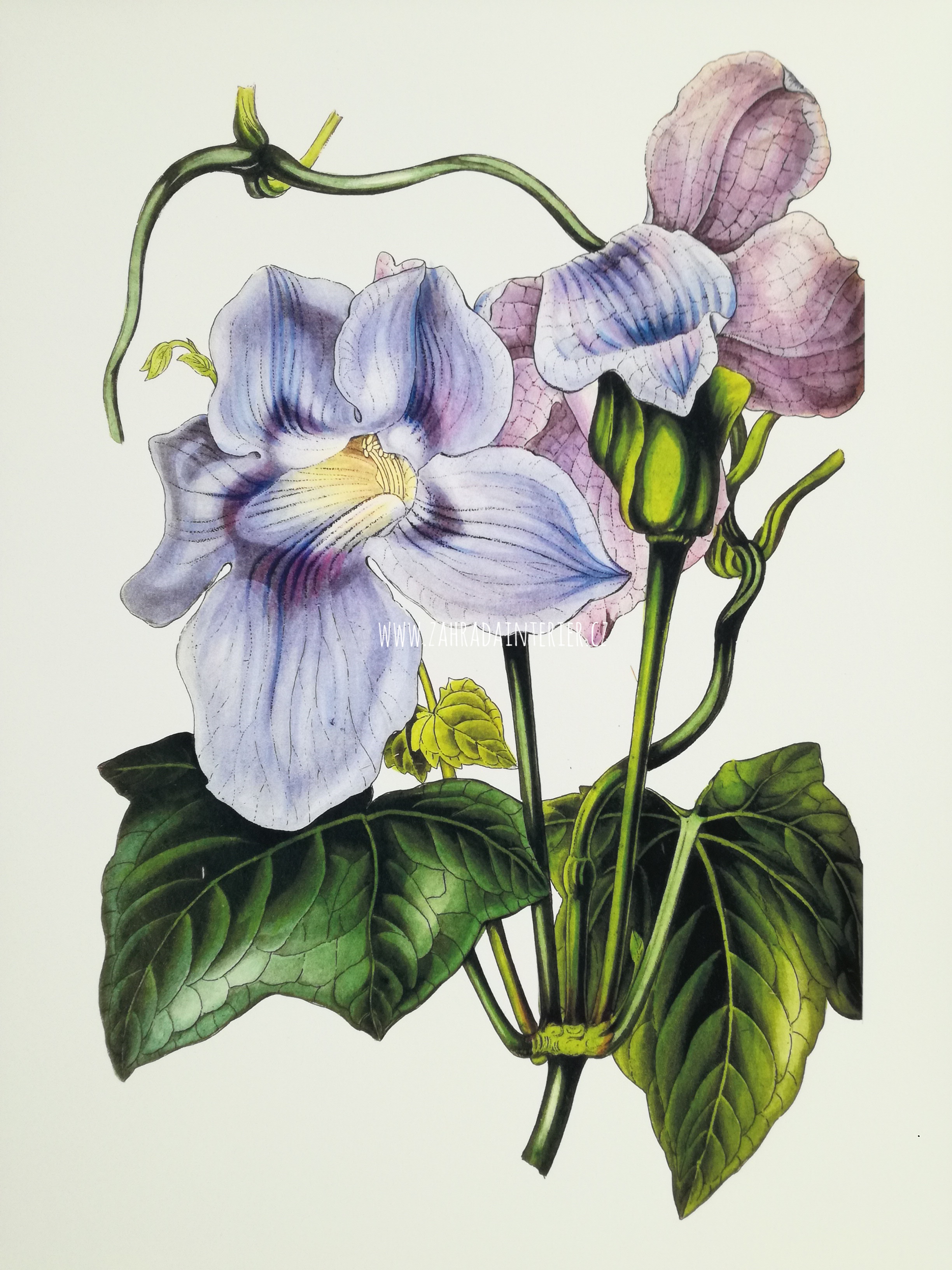 Tisk na uměleckém papíru Clematis 30 cm x 41 cm