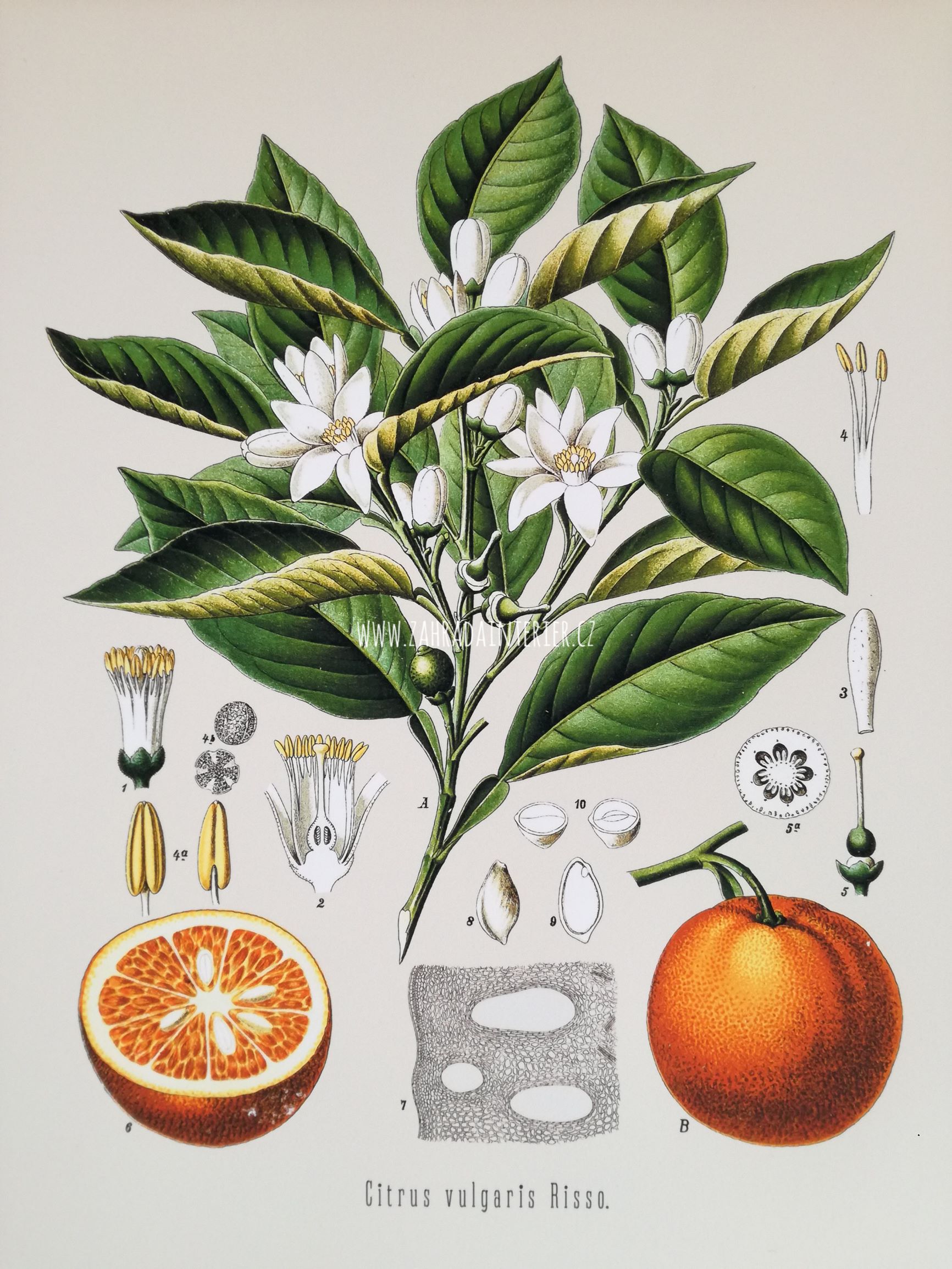 Tisk na uměleckém papíru Citrus vulgaris 31 cm x 41 cm