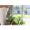 Asteraceae watering can 04