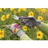 Asteraceae Secateurs 04