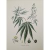 Obrázek na matném uměleckém papíru papíru Cannabis 31 cm x 41 cm