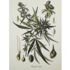 Tisk na uměleckém papíru Cannabis  31 cm x 41 cm