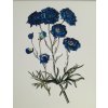 Tisk na uměleckém papíru Květy modré 30 cm x 41 cm