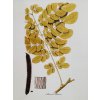 Tisk na uměleckém papíru Mimosa 28 cm x 35 cm