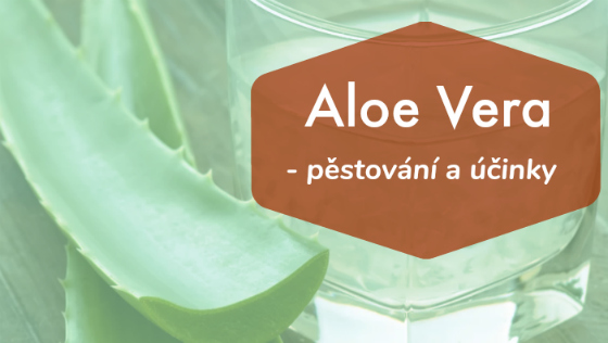 Aloe Vera - pěstování a účinky