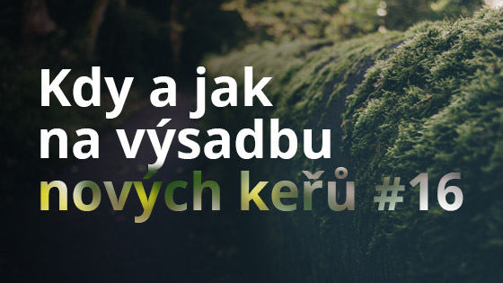 Kdy a jak na výsadbu nových keřů #16