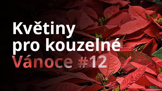 Květiny pro kouzelné Vánoce #12