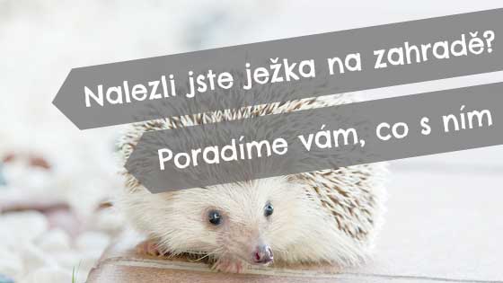 Nalezli jste ježka na zahradě? Poradíme vám, co s ním