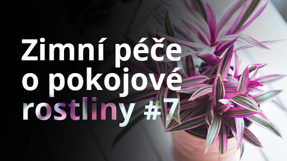 Zimní péče o pokojové rostliny #7