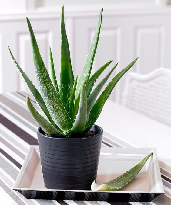 Aloe Vera - pstovn a inky | ZAHRADA JEEK