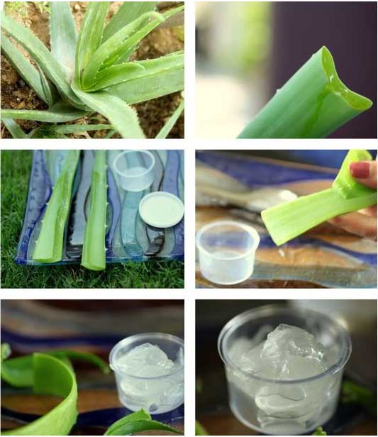 how fast does aloe vera grow Aloe Vera