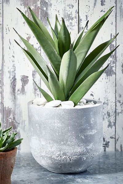 Aloe Vera - pstovn a inky | ZAHRADA JEEK