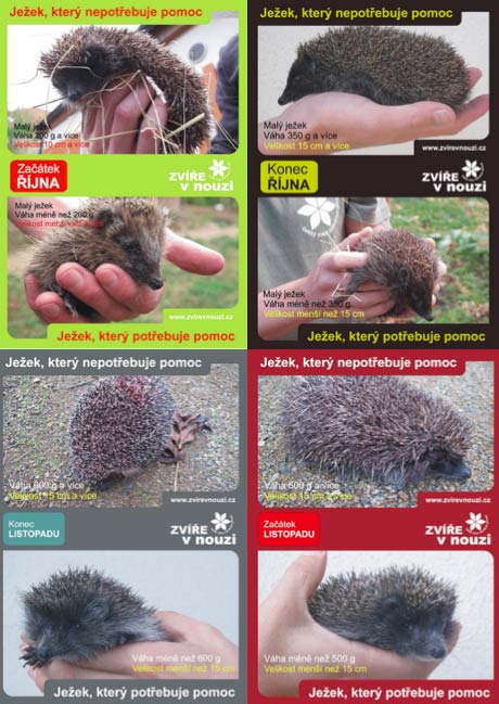 Jak Krmit Jezky (může vést, zažívací potíže, Ježci jsou) Jak Krmit Jezky
