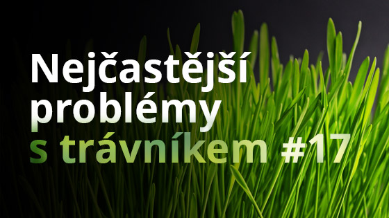 problemy-s-travnikem