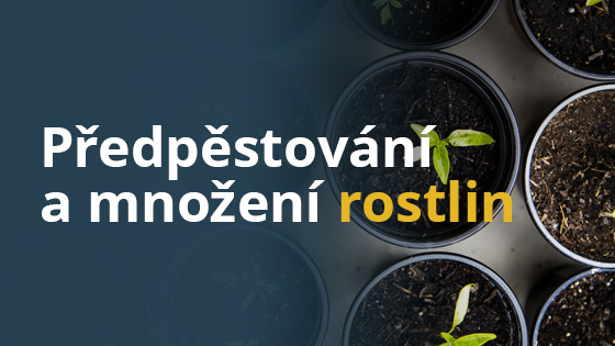blog-predpestovani-a-mnozeni-rostlin