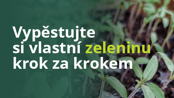 blog-vypestovat-zeleninu