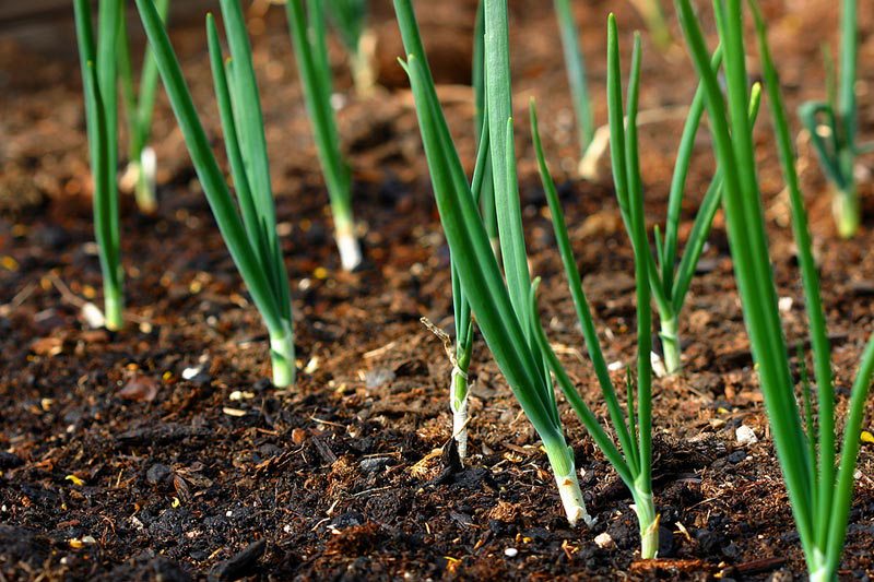 onions-in-garden