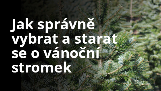 vyber-stromku