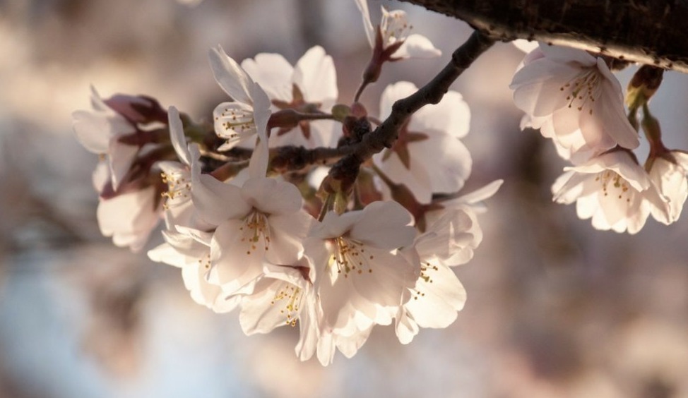 Fruit-Frost-February-994x746