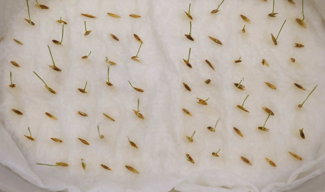 zkouška klíčivosti