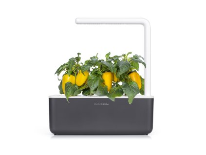 SG3 Yellow Sweet Pepper Grey